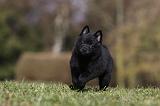 SCHIPPERKE 798